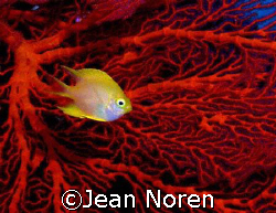 a yellow damsel positions itself nicely while I  was fram... by Jean Noren 
